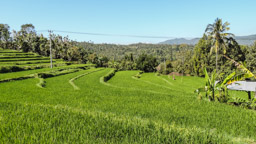 alle Reisfelder sind in Privatbesitz