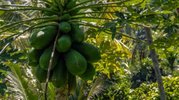 Papaya  (Carica papaya)