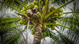 Kokosnusspalme   (Cocos nucifera)