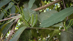 Pfeffer  (Piper nigrum)