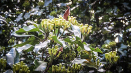 Gewürznelken-Baum   (Syzygium aromaticum)
