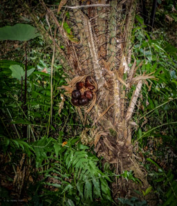 Schlangenhaut-Frucht Bäumchen