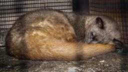 Schleichkatze fressen reife Arabica-Kaffeekirschen
