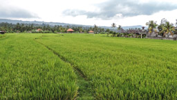 3 - 4 Ernten in etwa 14 Nonaten