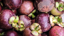 Mangostane   (Garcinia mangostana)