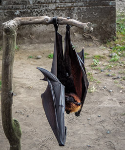 Flughund  (Megachiroptera)