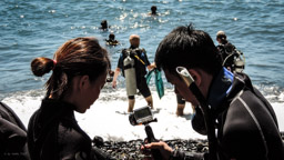 am Wrack sind über 200 verschiedenen Fischarten  zu sehen